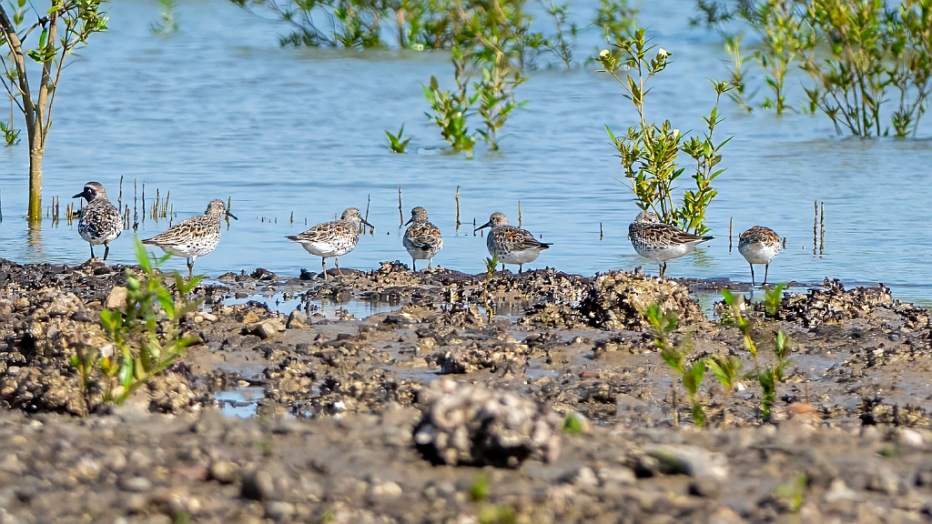 Great Knot 